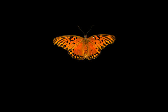 Butterfly On A Black Background