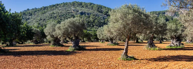 Foto auf Acrylglas Olivenbaum Olivenhain auf der Insel Mallorca