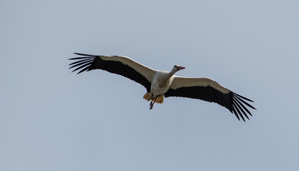 Fototapeta na wymiar white and black stork