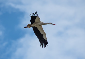 white black stork