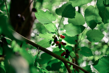 Blackberries in a tree in the wild