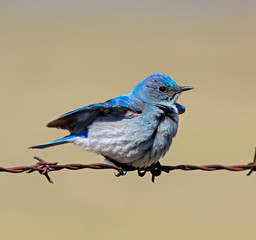 Mountain Bluebird being ruffled in the wind
