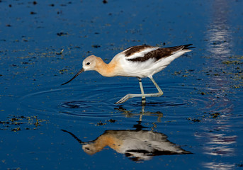 American Avocet