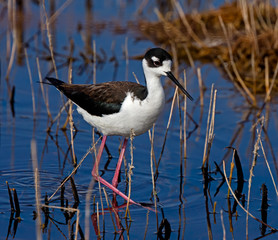 Black-necked Stilt