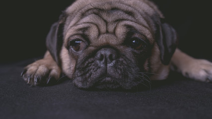 portrait of a pug dog on black background