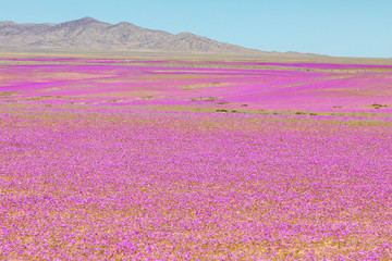 From time to time rain comes to Atacama Desert, when that happens thousands of flowers grow along...