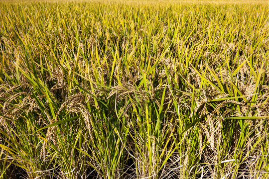 Rice stalks ready for harvesting in Tosu, Saga, Japan
