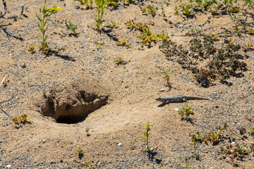 Lagartija Esbelta (Liolaemus tenuis or jewel lizard) at its burrow hole in the sands of Atacama Desert the driest desert in the world with extreme life conditions. Life on an arid climate, Chile