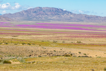 From time to time rain comes to Atacama Desert, when that happens thousands of flowers grow along...
