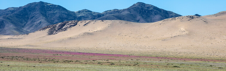 From time to time rain comes to Atacama Desert, when that happens thousands of flowers grow along...