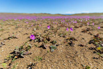 From time to time rain comes to Atacama Desert, when that happens thousands of flowers grow along the desert from seeds that are from hundreds of years ago, amazing the 