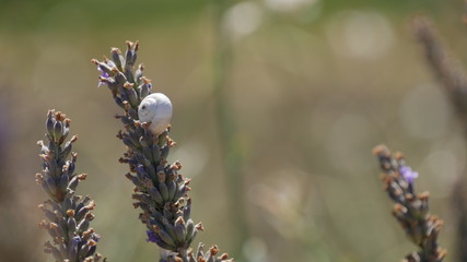 White snail on lavender flowers. Provence, France.