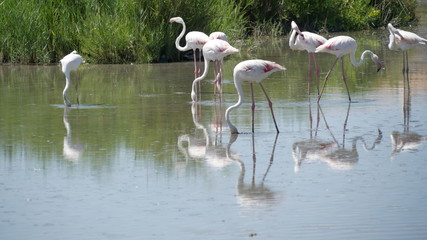 Group of flamingos, Camargue, France.