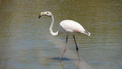 Flamingo, Camargue, France.