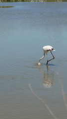 Flamingo, Camargue, France.