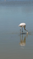 Flamingo, Camargue, France.