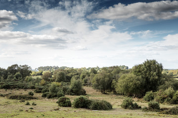 Fototapeta na wymiar Stoborough Heath landscape image