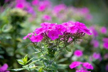 Obraz premium Ping flowers