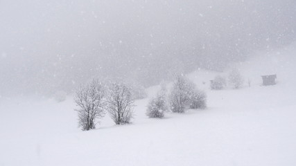 White winter trees 