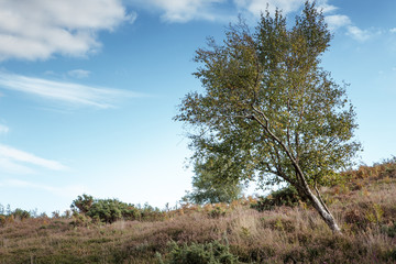 Fototapeta premium Stoborough Heath landscape image