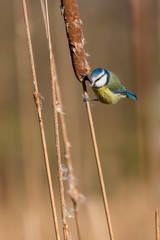 Blue tit perched on reeds feeding on seeds