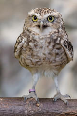 Little burrowing owl, Athene cunicularia standing on a brown log