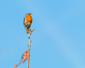 Single robin perched on a branch in a morning sunshine singing with his beak wide open and clear blue sky in the background