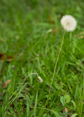 dandelion in  green grass