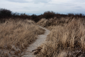 Beach Dunes