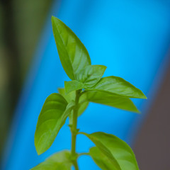 healthy basil plant growing against bright blue background