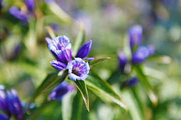 Gentiana verna flower near Czarny Staw Gasienicowy lake