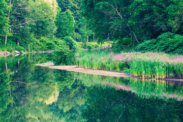 Vivid pink wildflowers and still water with lush green background