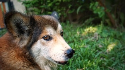 portrait of a dog