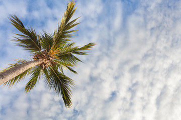 Obraz premium palm tree against blue sky