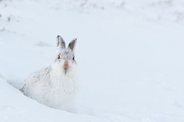 Mountain hare  in the snow. © jamie