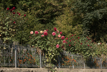 peonies on fence