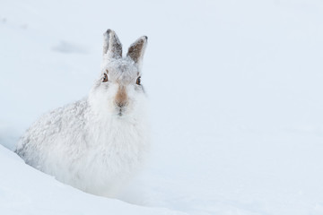 Mountain hare  in the snow. © jamie