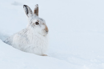 Mountain hare  in the snow. © jamie