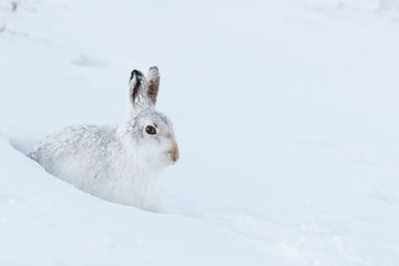 Naklejka premium Mountain hare in the snow.