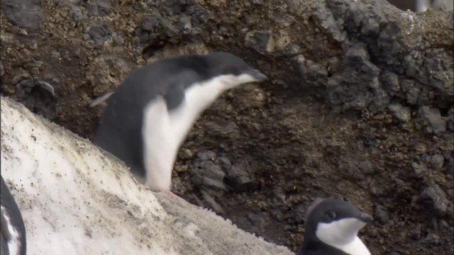 Adelie penguin (Pygoscelis adeliae) juvenile climbs down rock and jumps 