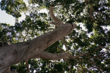 Fototapeta na wymiar Tree From Below 