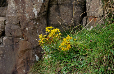 Yellow Flowers on Rocks