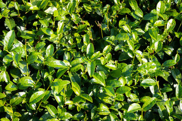 top view of tea leaves brush