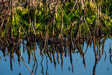 Sebangau river at low tide, Palangka Raya Central Kalimantan Indonesia