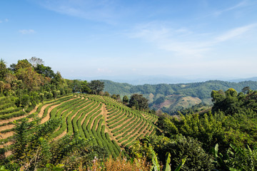 Fototapeta na wymiar tea plantation terrace on mountain and sky in the morning