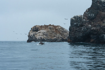 Delfin en la costa © vanesa