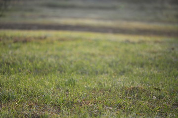 grass at garden 