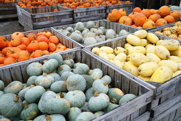 colorful pumpkins in container at farm in autumn harvest season