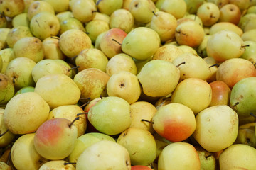 Naklejka na ściany i meble Fresh picked pears in the harvest season