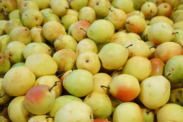 Fresh picked pears in the harvest season